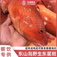 【順豐包郵】深海海捕東星斑 新鮮東星斑當(dāng)天捕撈海鮮水產(chǎn)批發(fā)